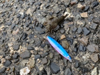 マイクロシーバス