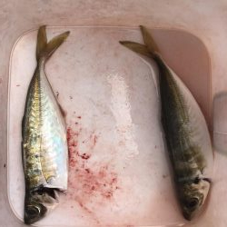 渋い朝のアジング