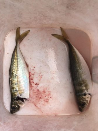 渋い朝のアジング