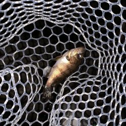 アジ・メバル探し