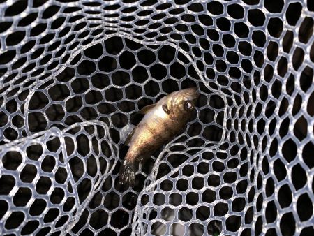 アジ・メバル探し