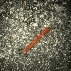 西宮キビレゲーム