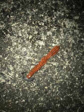 西宮キビレゲーム