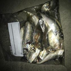 夕マズメのアジング好調