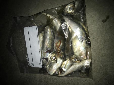 夕マズメのアジング好調