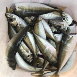 朝のマズメのアジング好調