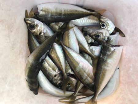 朝のマズメのアジング好調