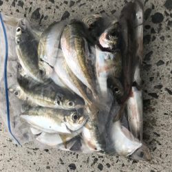 朝マズメでアジ25匹GET‼︎