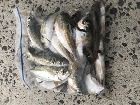 朝マズメでアジ25匹GET‼…