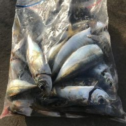 朝マズメのアジングでアジ大漁