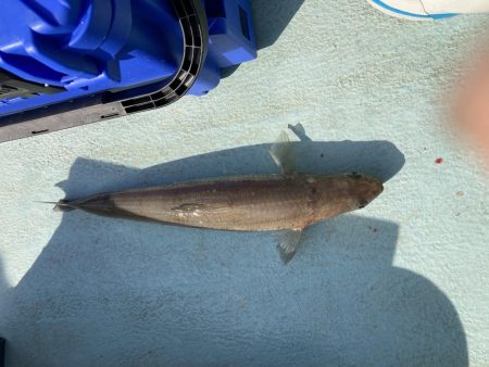 浅川沖でマダイ