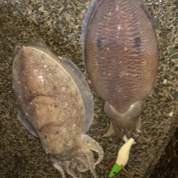 水温チェックに