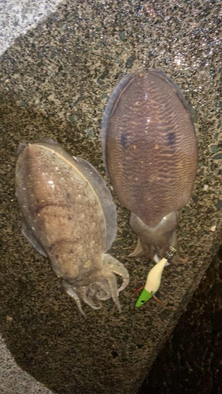 水温チェックに