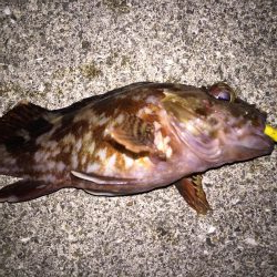 月明かりメバリング