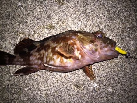 月明かりメバリング