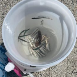 イワシわんさか