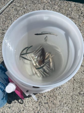 イワシわんさか