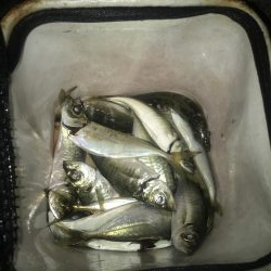 夕マズメのアジング好調