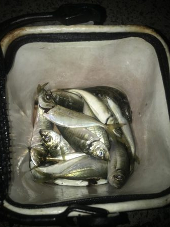 夕マズメのアジング好調