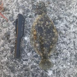 花見カレイを求めて㊁