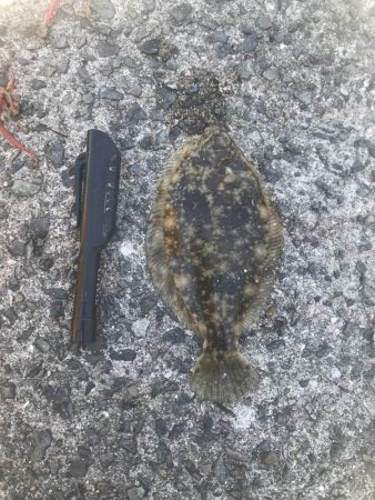 花見カレイを求めて㊁