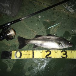 バチ抜けシーバス、練習