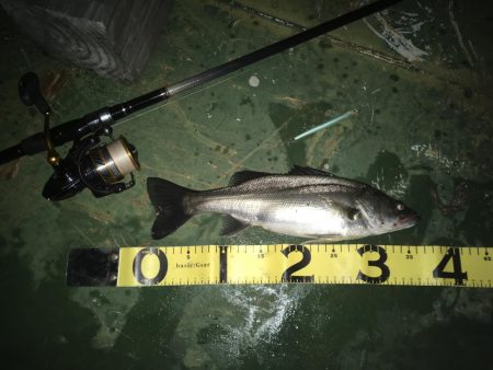 バチ抜けシーバス、練習