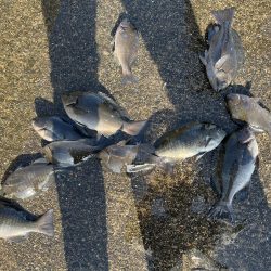 午後から激荒れ　グレ小さいの20匹　