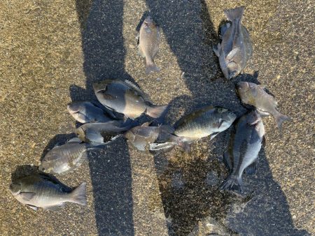 午後から激荒れ　グレ小さいの20匹　