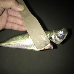 夕マズメのアジングアタリ多し‼︎