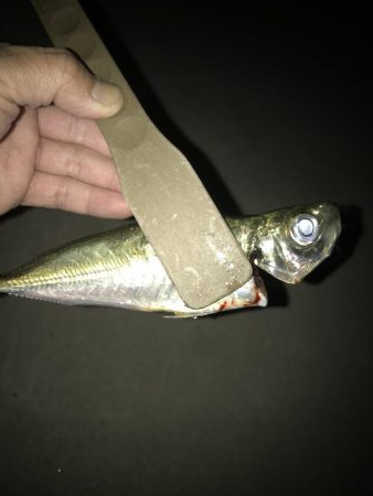 夕マズメのアジングアタリ多し‼︎