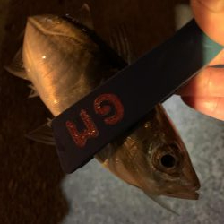 緊急事態宣言前にアジングへ