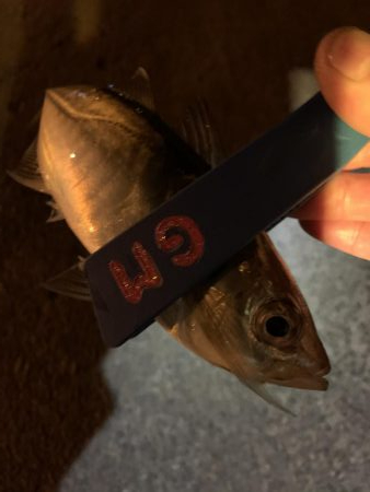 緊急事態宣言前にアジングへ