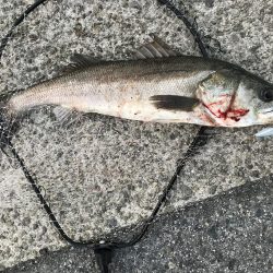 今年初のスズキ!