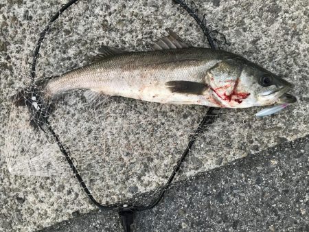 今年初のスズキ!