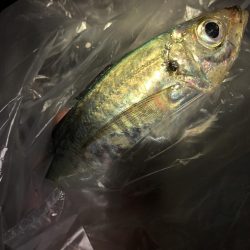 いるのはいる？