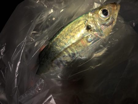 いるのはいる？