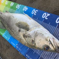 今年初ランカー(≧∀≦)