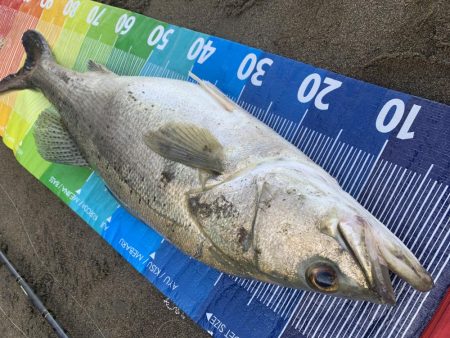 今年初ランカー(≧∀≦)