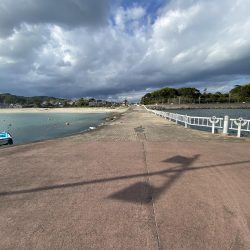 デカイカ求めて