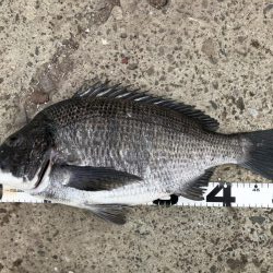 イチノ兄弟、釣果！