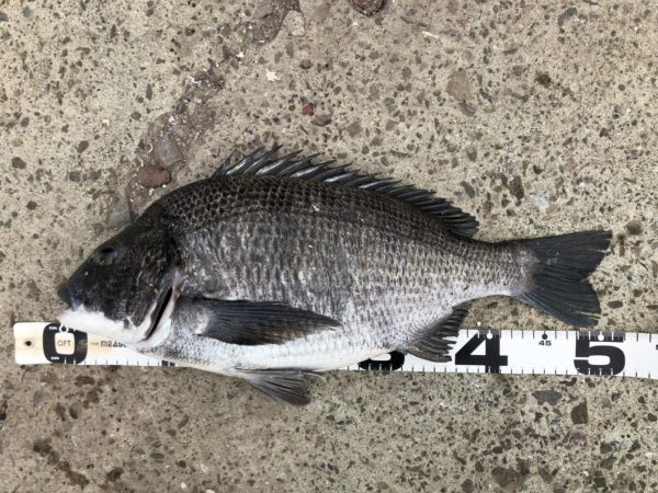 イチノ兄弟、釣果！