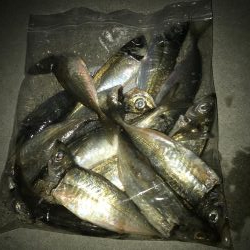 夕マズメ短時間アジング好調