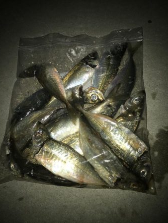 夕マズメ短時間アジング好調