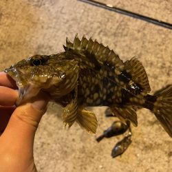 ガシラパラダイス