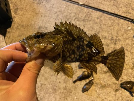 ガシラパラダイス