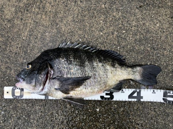 イチノ兄弟、釣果！