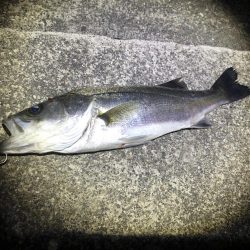 漁港でマイクロパターンシーバス