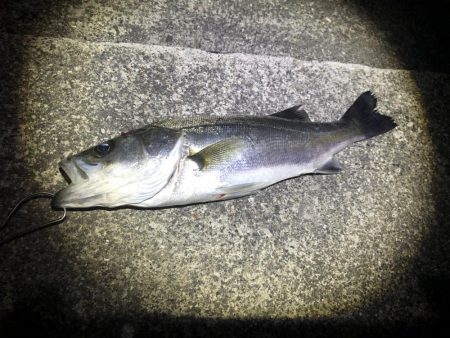 漁港でマイクロパターンシーバス