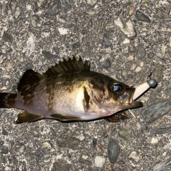 連日メバリング